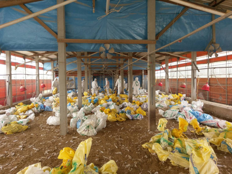 嘉義縣家畜所撲殺感染禽流感禽場雞隻。   圖：嘉義縣政府/提供