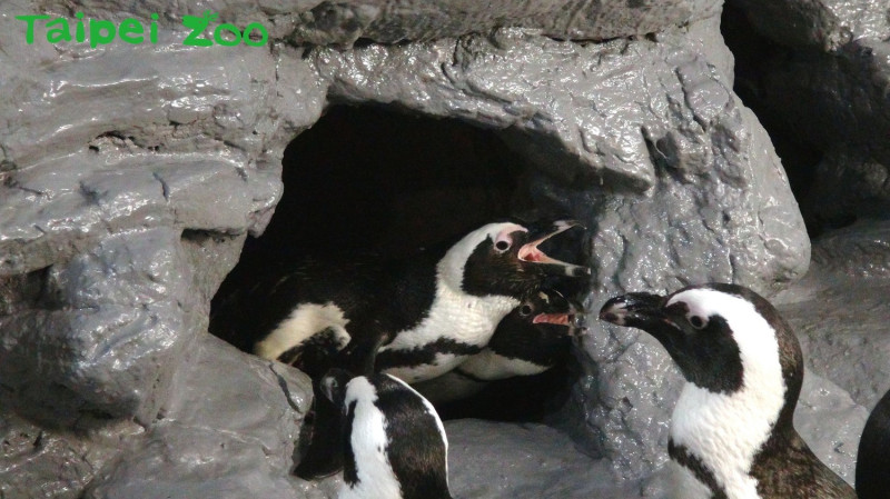 室內正中央的洞穴，向來都只有最強悍的黑腳企鵝可以入住。   圖：台北動物園保育網提供