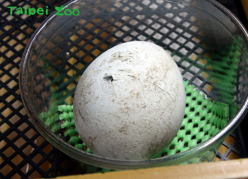 動物園啟動人工輔助企鵝蛋孵化的計畫，待小企鵝即將破殼之際再送回給親鳥哺育。   圖：台北動物園保育網提供