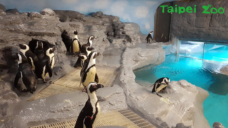 動物園裡的黑腳企鵝可以選擇待在全天候空調的室內，或是到戶外享受日光浴。   圖：台北動物園保育網提供