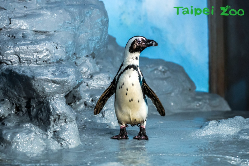 黑腳企鵝野外族群正面臨著存續危機。   圖：台北動物園保育網提供