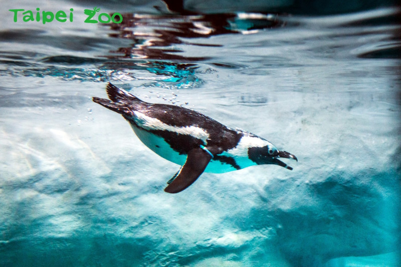 請大家一起守護地球環境，讓黑腳企鵝能有機會返回原生棲息地。   圖：台北動物園保育網提供