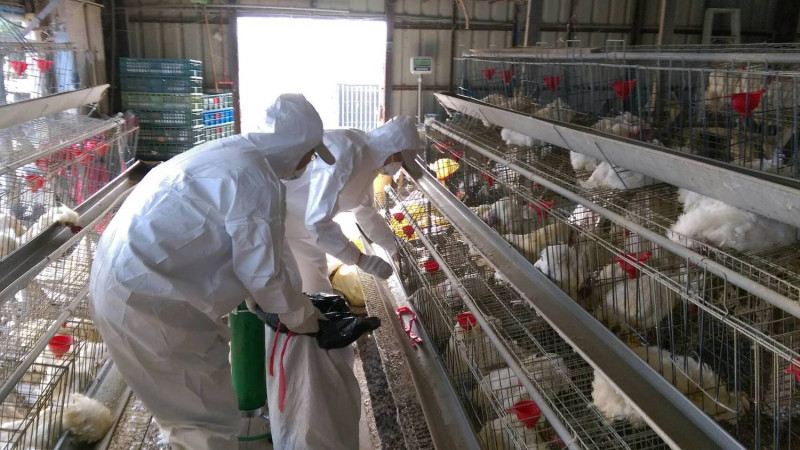 屏東縣又爆出禽流感疫情，這次中標的是內埔鄉一處蛋雞場！   圖：屏東縣動物防疫所/提供