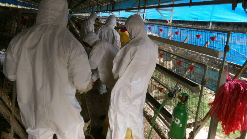 動物防疫所立刻啟動防疫機制，撲殺10,450隻蛋雞，並完成場區清潔及消毒工作。   圖：屏東縣動物防疫所/提供