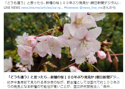 日本森林總合研究所日前發表報告，表示在和歌山附近發現疑似新品種櫻花「熊野櫻」，花色鮮明與山櫻不同。   圖：翻攝《朝日新聞》推特