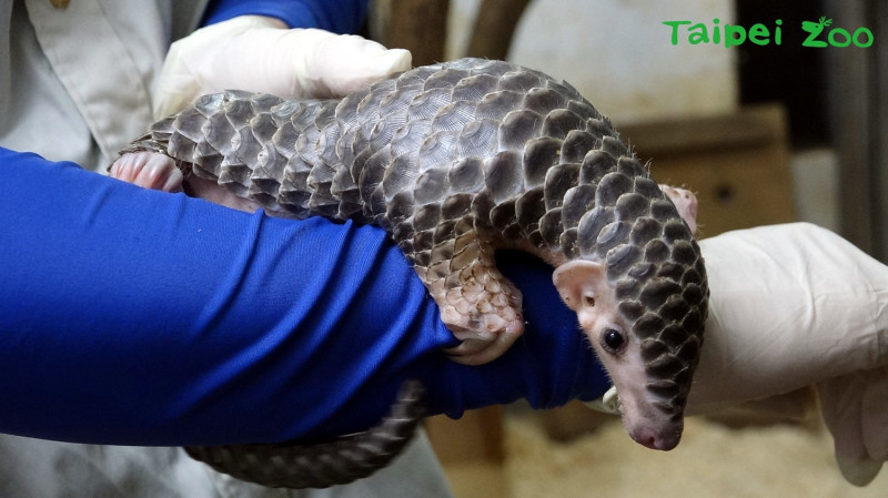 「穿苺」的寶寶「莓果」，是個漂亮的小女生。   圖：台北市動物園提供