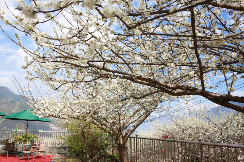 玉山茶園內遍植櫻花、桃李數千顆；每至繁花盛開時節，滿山的粉紅櫻瓣就會偏偏起舞。   圖：翻攝自FB《樂遊信義鄉》
