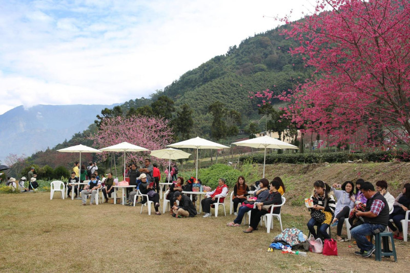 櫻花季的主場玉山茶園，面積約50公頃，是景致優美的觀光茶區。   圖：翻攝自FB《樂遊信義鄉》