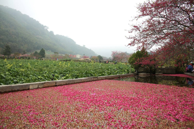 草坪頭觀光休閒農園沿路遍植4,000多棵櫻花樹，粉紅花雨如煙似霧。   圖：翻攝自FB《樂遊信義鄉》