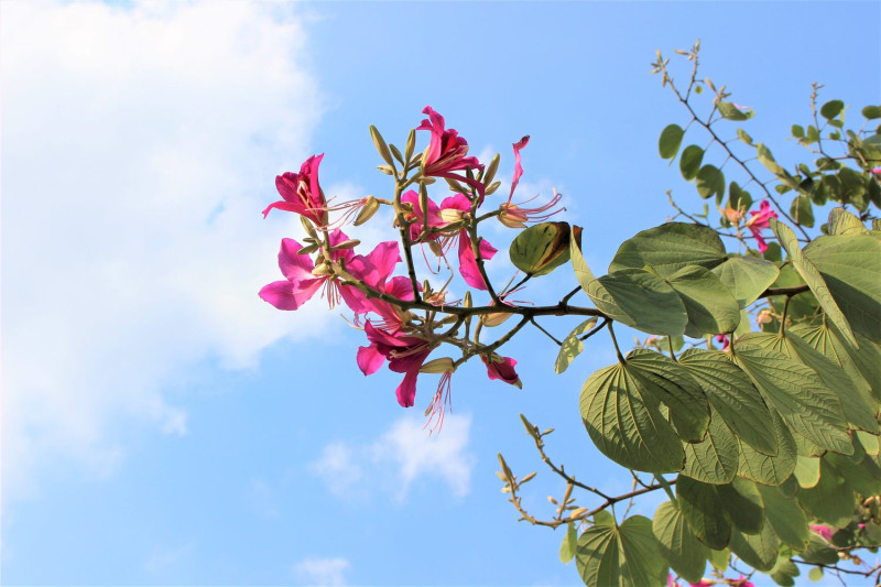 艷紫荊現值1月正為開花期，全台灣從北到南，都可以在公園或行道樹發現它的身影。   圖：台北市工務局