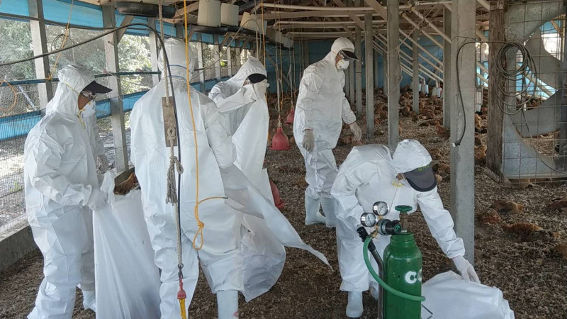 動植物防疫檢疫局今（16）日表示，彰化縣鹿港鎮1古早雞場雞隻確診H5N2亞型高病原性禽流感。（示意圖）   圖：屏東縣動物防疫所／提供