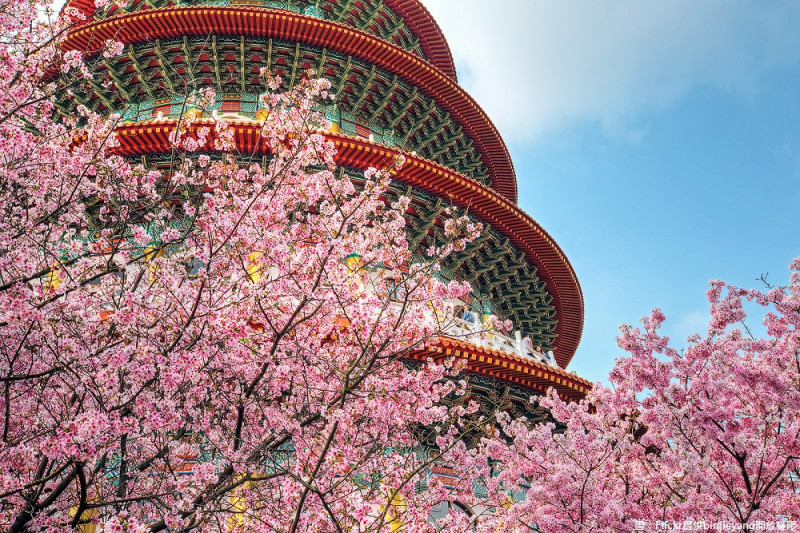 淡水天元宮每年花季總吸引許多攝影愛好者錢來朝盛，有近30多棵三色櫻同時綻放的景色，十分壯麗嬌豔。   圖：Flickr提供binjieyang開放權限