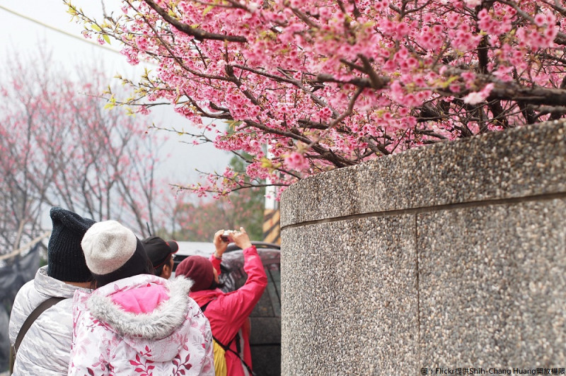 北台灣陽明山有條最強櫻花街之稱的「平菁街42巷」，一片粉紅大道映入眼簾，美到崩潰。   圖：Flickr提供Shih-Chang Huang開放權限