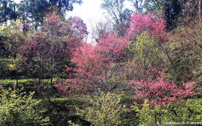 高雄桃源櫻花公園櫻花盛開，在蜿蜒小徑旁就能欣賞此美景。   圖：Flickr提供Wang Fonghu開放權限