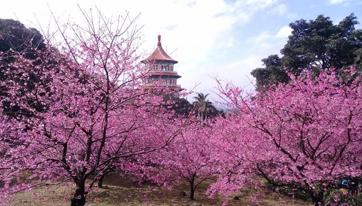 全台知名的天元宮櫻花已經悄悄盛放，現場被一片粉色櫻海籠罩，美不勝收。   圖：杜秀霙提供