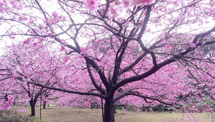 淡水天元宮的櫻花已盛開！茁壯枝枒向天伸展，鋪天蓋地的櫻花絢麗奪目，定能讓親臨天元宮賞櫻的旅客流連忘返。
   圖：杜秀霙提供
