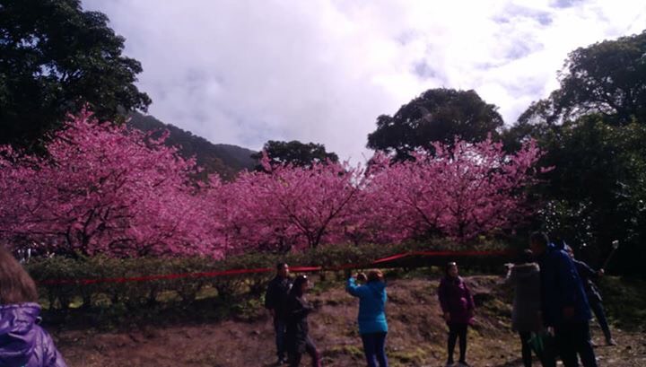華美夢幻的天元宮櫻花讓遊客停不下按快門的手，爭相把這個轉瞬即逝的美收進照片裡。   圖：杜秀霙提供