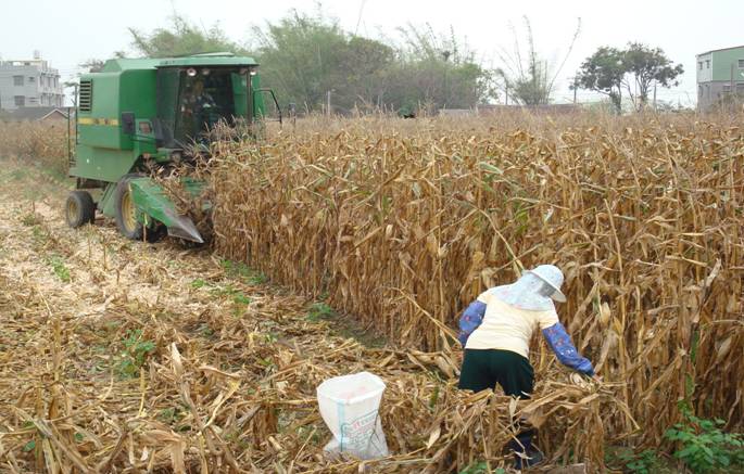 農糧署提到，硬質玉米從播種到採收，已全面機械化作業，代耕及烘乾制度完善。   圖：農糧署提供