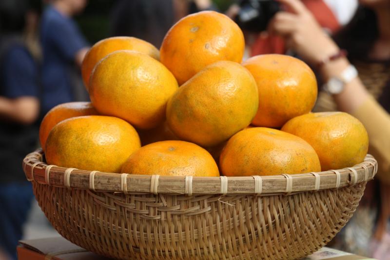 斗六市的茂谷柑酸甜比剛剛好、吃起來健康又營養。   圖：雲林縣斗六市公所提供