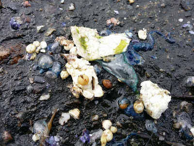 世界第三毒的「僧帽水母」，近日在台東東海岸沙灘上現蹤，遊客發現大量被海浪打上岸的水母屍體。   圖：衛福部台東醫院提供