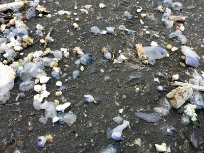 台東東海岸沙灘近日發現大量被海浪打上岸的「僧帽水母」屍體，具有毒性，醫師呼籲遊客不要碰觸。   圖：衛福部台東醫院提供