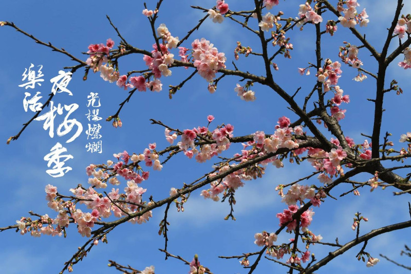 公園處表示，今年的樂活夜櫻季以「光櫻燦爛」為題，希望能藉由象徵幸福的櫻花。   圖：內湖夜櫻季FB粉絲專頁提供