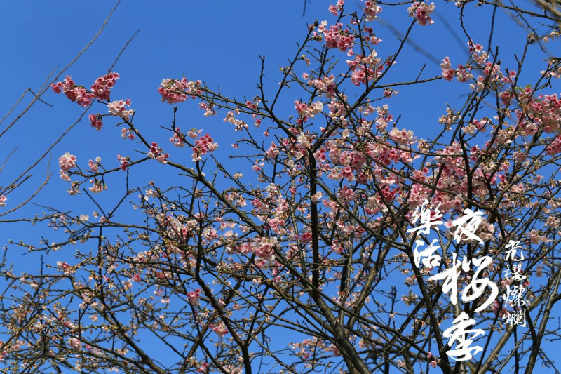 花卉試驗中心主任宋馥華強調，為宣傳夜櫻季活動提升人氣，除了開幕式外，還舉辦多項精彩假日活動。   圖：內湖夜櫻季FB粉絲專頁提供