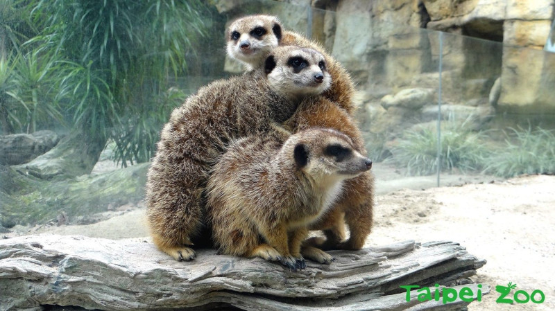 狐獴一家族可愛溫馨的模樣！   圖：台北市動物園提供