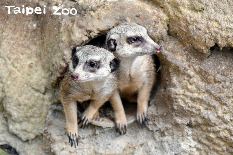 平日裡大多數的時間，狐獴們都會躲在地底下洞穴裡休息。   圖：台北市動物園提供