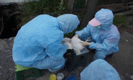 台灣每年都傳禽流感疫情，有不肖業者製作假禽流感疫苗圖利。圖為資料照片。   圖：屏東縣政府/提供