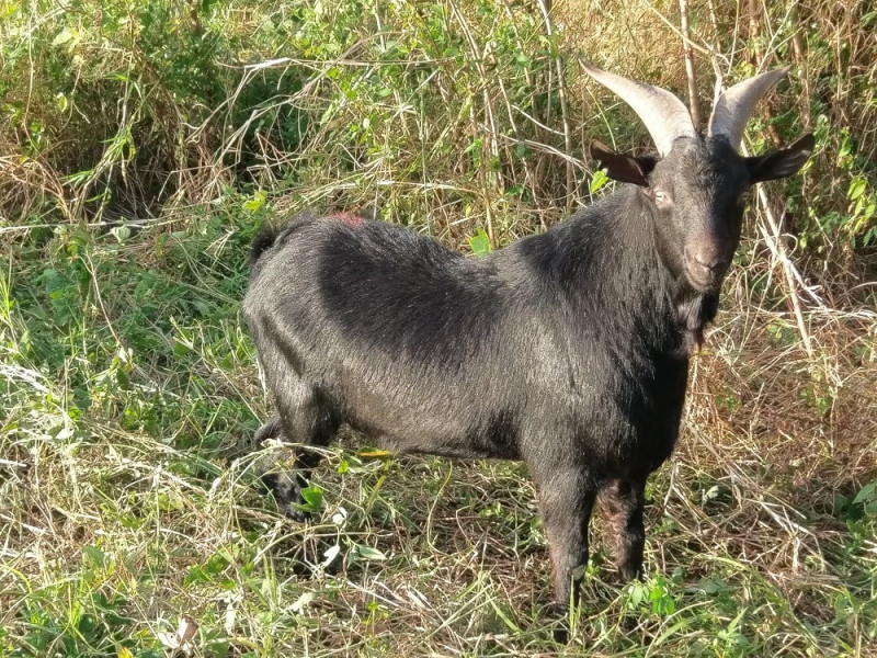 台灣黑山羊體型小，約莫只有30-40公斤，1-2年才能上市屠宰。   圖：農委會提供