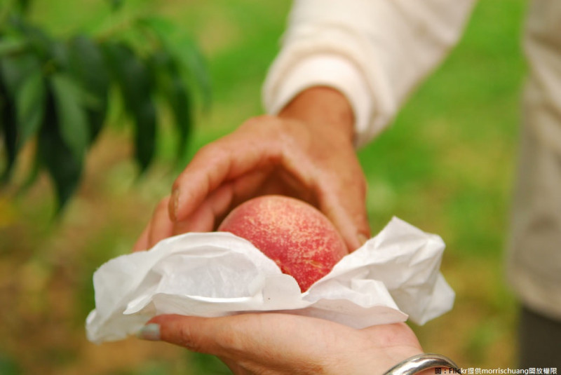 桃園市副市長王明德指出，拉拉山水蜜桃遠近馳名，而5月生產的媽媽桃則由於產期短，品牌印象需要再強化。圖為資料照片。   圖：Flickr提供morrischuang開放權限