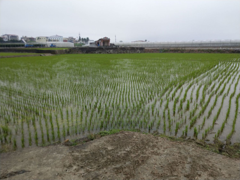 農業局提醒農民朋友，水稻淹水約3到5公分以防寒。   圖：高雄市政府提供