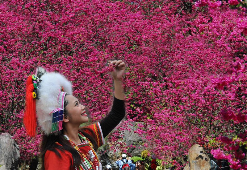 2018南投九族櫻花季，從昨天開跑，設計一系列的櫻花活動。   圖：九族櫻花祭FB粉絲專頁提供