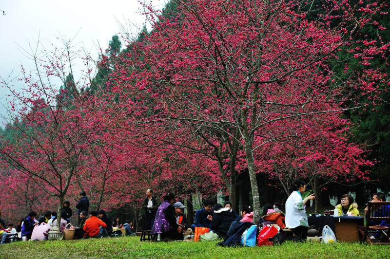 每年九族文化村的櫻花季總是南投縣的觀光焦點，吸引大批賞櫻愛好者。   圖：九族櫻花祭FB粉絲專頁提供