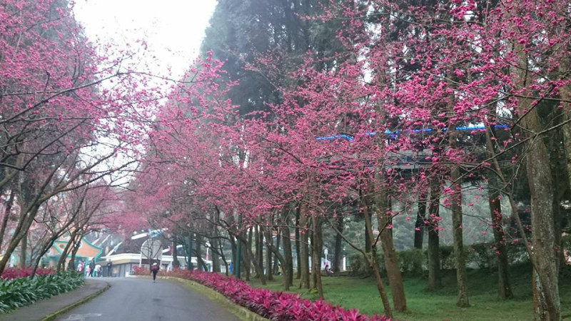 灑滿櫻花花瓣的櫻花大道，印入眼簾一片的美景。   圖：九族櫻花祭FB粉絲專頁提供