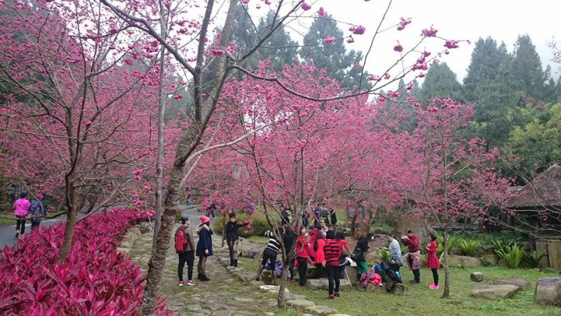 今年首度結合櫻花季，推出「櫻為愛—為愛認養櫻花」活動，讓你觀賞壯麗的櫻花之虞，又能為社會盡一份心力。   圖：九族櫻花祭FB粉絲專頁提供