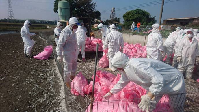 雲林縣今(2)日確診有鴨場檢出低病原性H5N6亞型禽流感，採取預防性撲殺，共計撲殺2,646隻鴨隻。   圖：雲林縣政府提供