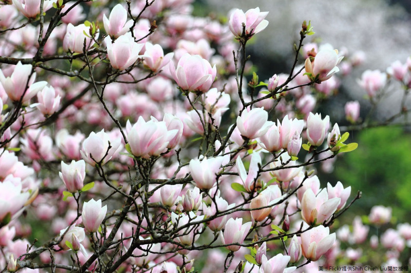 楓樹湖木蓮花帶著淡粉色澤非常清新可愛，順著楓樹湖步道路線向上前進，就能看到一片木蓮花海，花期2月底到3月初，現正是最美的時候。   圖：Flickr提供Shih Chieh Liu開放授權