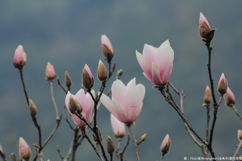 木蓮花在二月下旬至三月開花，大而艷麗的花朵呈鵝蛋狀，就像開在枝頭上的蓮花。   圖：Flickr提供wanglean(老魚夫)開放授權