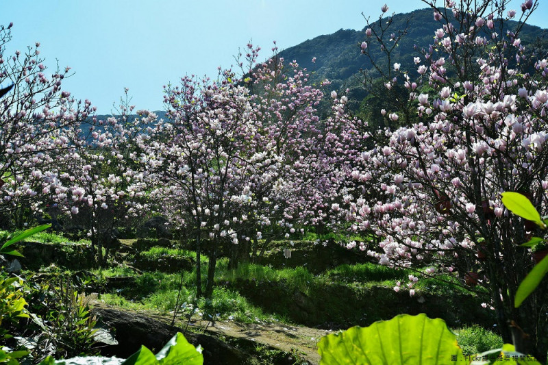 淡水楓樹湖木蓮花遠看有種櫻花的錯覺。   圖：Flickr提供蕣嶸 楊開放授權