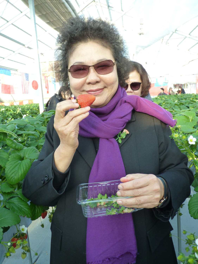 陳菊至山形縣DORIMU農園考察溫室草莓種植技術，並試吃草莓。   圖：高雄市政府/提供