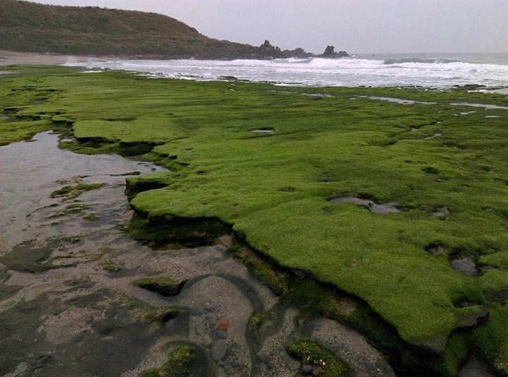 老梅綠石槽位於北海岸石門區老梅海岸，是由海蝕溝槽和海藻共同構成。   圖：交通部北觀處提供