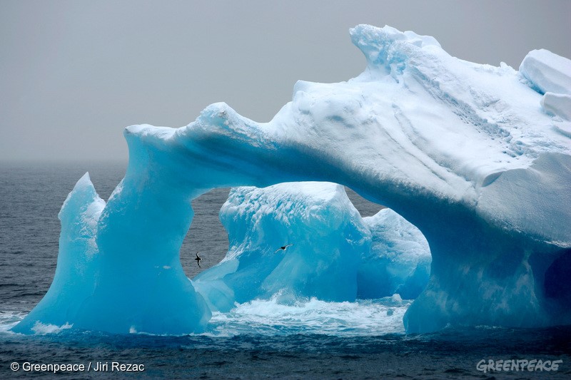 為了保護生態，綠色和平組織推出「守護南冰洋」全球專案，推動在威德爾海（Weddell Sea）設立海洋保護區。   圖：翻攝自 綠色和平組織 官網