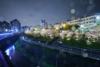 台北市內湖區樂活公園一帶有近300棵櫻花樹，目前由寒櫻盛開打頭陣，預計綻放至4月，夜間搭配光雕後更顯浪漫，吸引民眾前來探訪。   圖/中央社