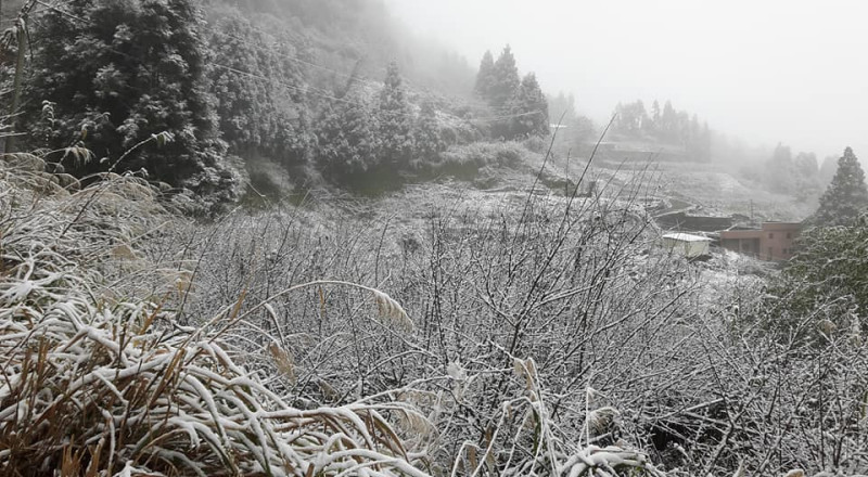 拉拉山神木林道、上巴陵山區積雪已深達10多公分。   圖：翻攝拉拉山恩愛農場臉書