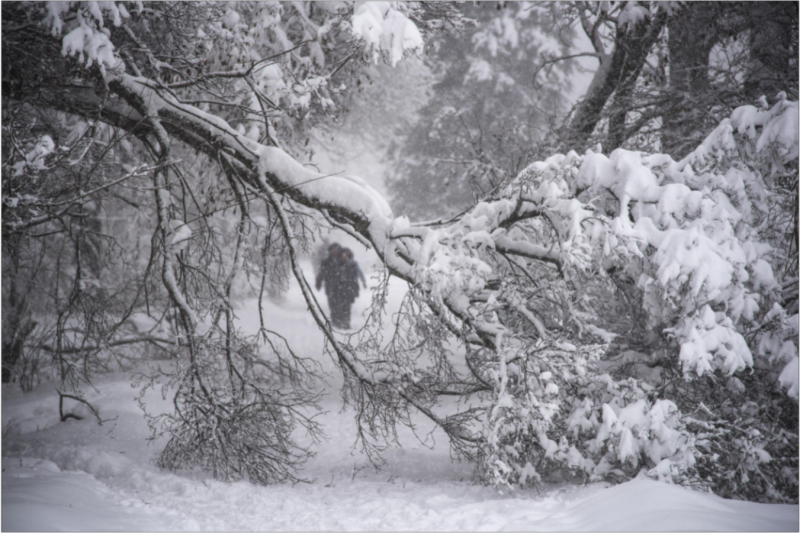 莫斯科市長索比亞寧（Sergeyi Sobyanin）在社群網站VKontakte說：「一人被扯下電線的傾倒大樹砸中而死。」他又說，已有2000多棵樹因雨雪倒落。   圖：達志影像/美聯社
