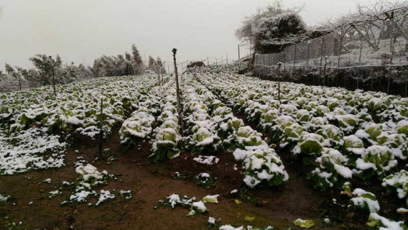 整片高麗菜園全被白雪覆蓋，幾乎全凍壞。   圖：翻攝自桃園市議員楊朝偉FB