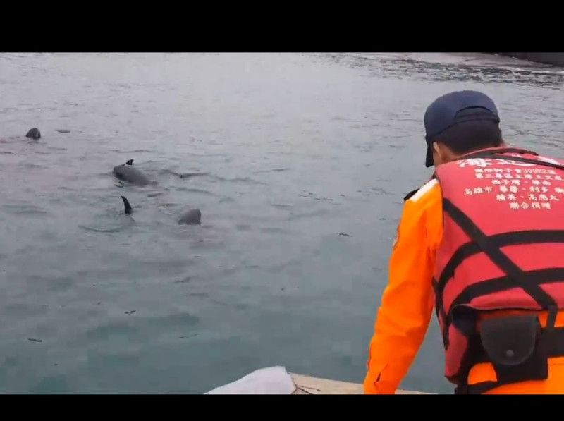 20多隻小虎鯨迷航游進高雄紅毛港，在海巡人員引導下重返海洋。   圖：海巡署南部地區巡防局/提供