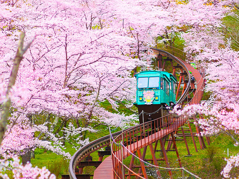 每年3月下旬到4月是日本櫻花季，總吸引大批旅客，賞櫻熱點日本東北地帶也擁有眾多櫻花百選名所，其中搭乘賞櫻列車更是不可錯過。   圖：易遊網提供